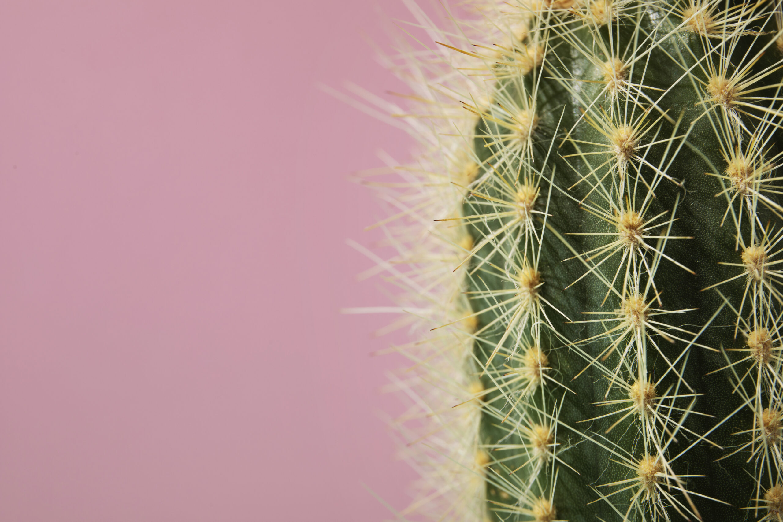 Cactus Leather Footwear Is It Ready for Shoe Production