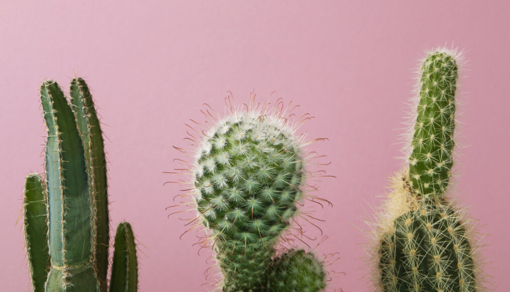 How Does Cactus Leather Redefine Responsible Sourcing